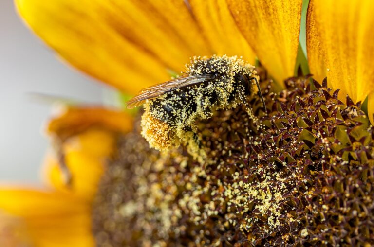 hummel, insect, sunflower-5549231.jpg